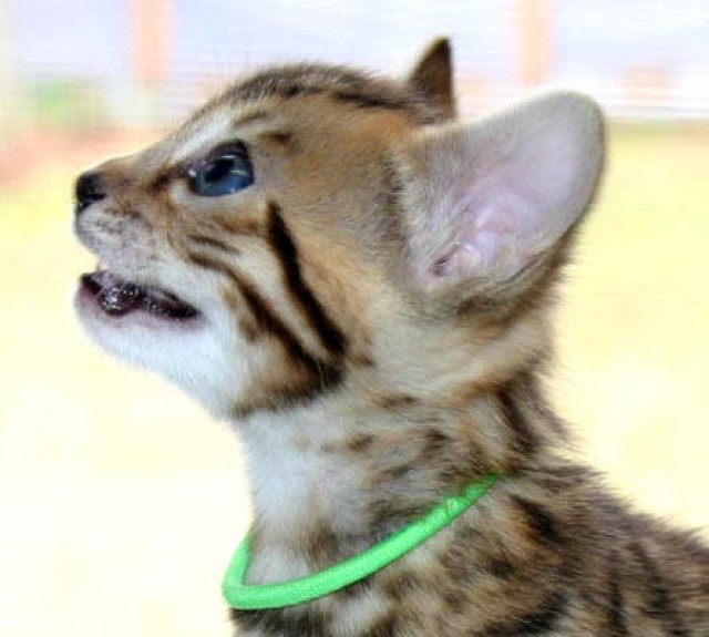 5 Bengal-Kitten in liebevolle Hände abzugeben - Bengal -  Dortmund 
