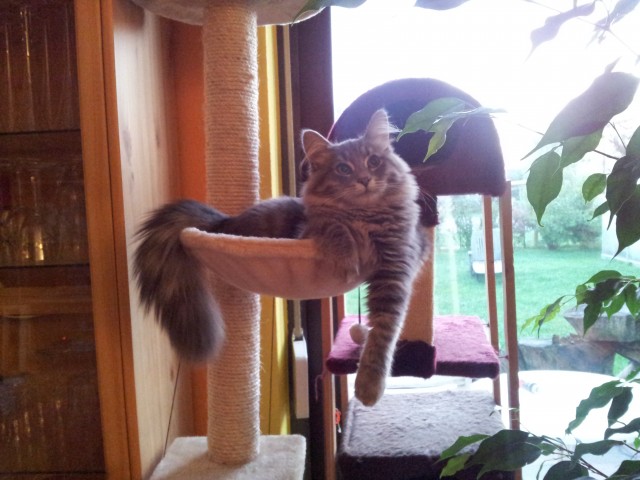 Deckkatze gesucht - Sibirische Katze - Stadtbergen