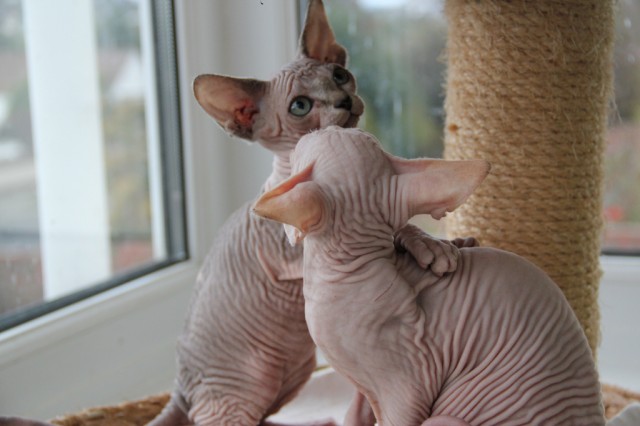 Süße reinrassige sphynx Kätzchen sucht neue Heimat - Sphynx - Düsseldorf