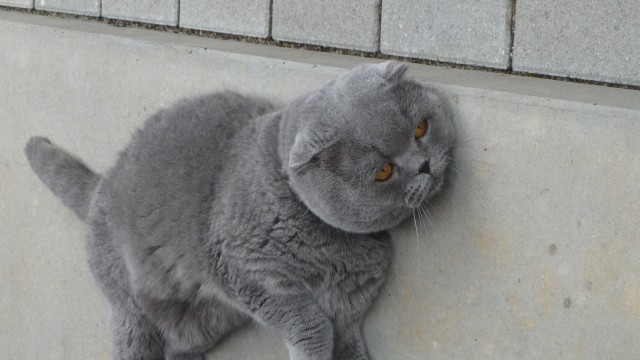 BKH Deckkater - British Kurzhaar - Ludwigsburg