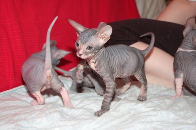 Don Sphynx Kitten mit Stammbäumen - Sphynx - Stuttgart