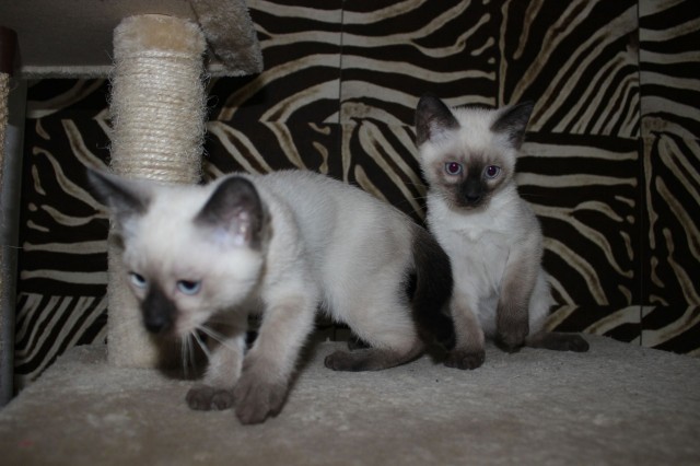 Zwei Siam Kitten / Babykatzen zu verkaufen - Siam - Lahnau