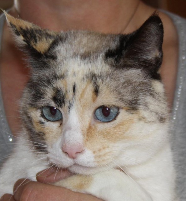 Katze Luz ist entlaufen - 74821 Mosbach - Uhlandstr. Im Ortsteil Neckarelz - Mischling - Mosbach 