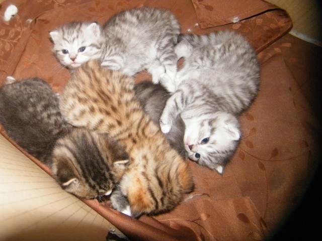 Perserkatzenbabys ab 7. Juli 2012 abzugeben , silver - shaded , golden - shaded  - Perser - Ottendorf-Okrilla