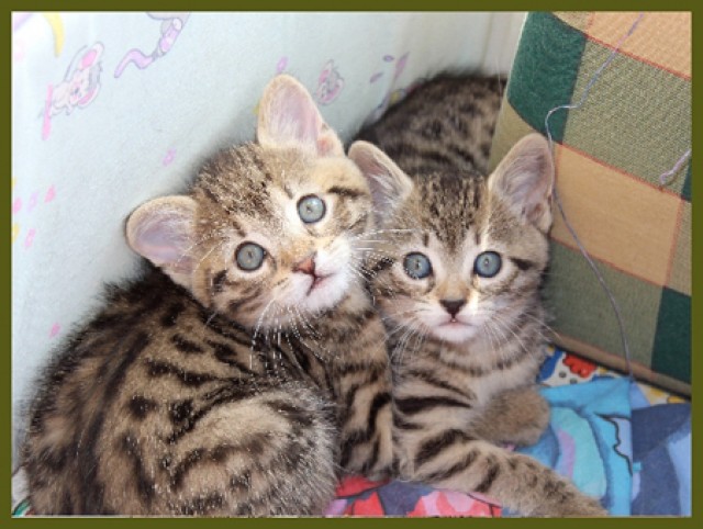 Wir brauchen SIE als Pensionsfamilie! - Katzensitter - Lauf a. P. / Nürnberg