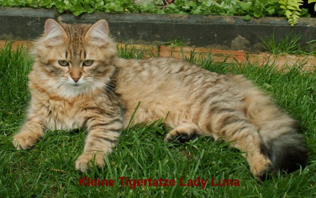Verschmustes Sibirisches Katzenkind sucht neues Zuhause - Sibirische Katze - Ronneburg-Hessen Verschmustes Sibirisches Katzenkind sucht neues Zuhause - Sibirische Katze - Ronneburg-Hessen