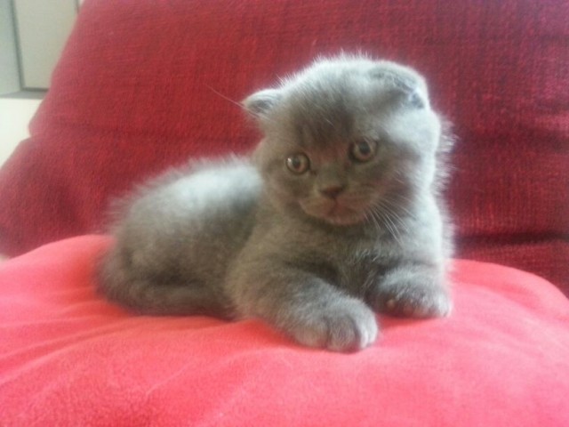 Wunderhübscher Scottish Fold Kater 9 Wochen alt - Scottish Fold - Erlangen
