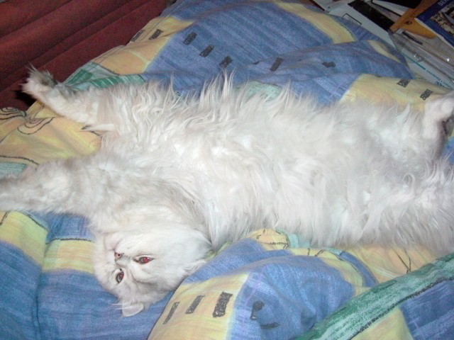 Garfield - Perser - Berlin