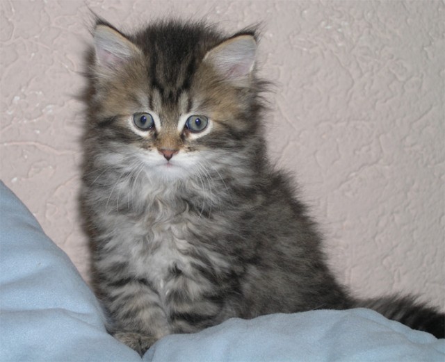 Sibirische Katzenkinder von Mufasa - Sibirische Katze - Limeshain