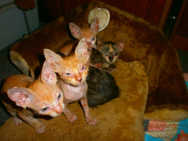 Original LaPerm Kitten - Katzen Sonstige - Wien