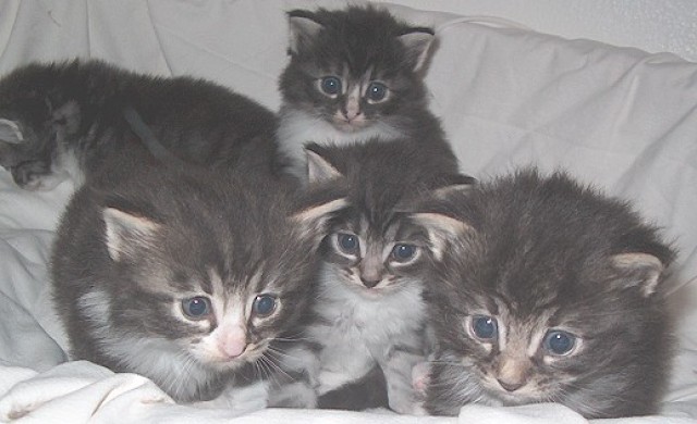 Norwegerbabys suchen Liebhaber - Norwegische Waldkatze - Kahl am Main