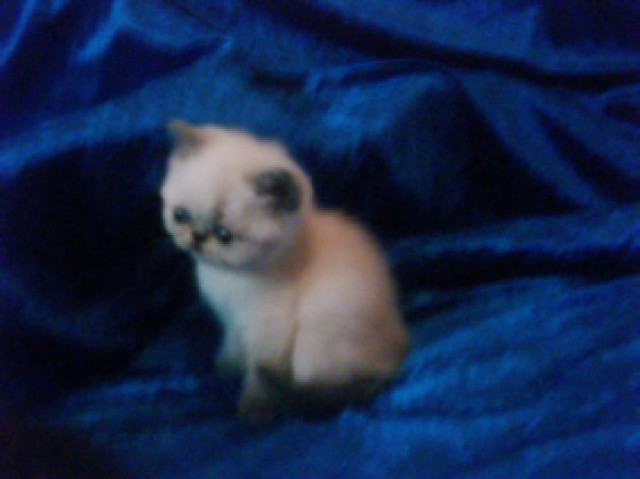 Allerliebste Perser & Exotic Babys - Colourpoint - Dortmund