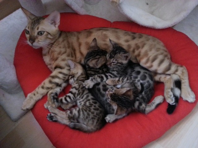 Bengalkitten - Bengal - Reichenbach