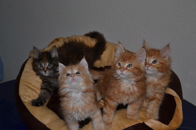 2Süße(mit Stammbaum) suchen noch - Maine Coon - Hattingen