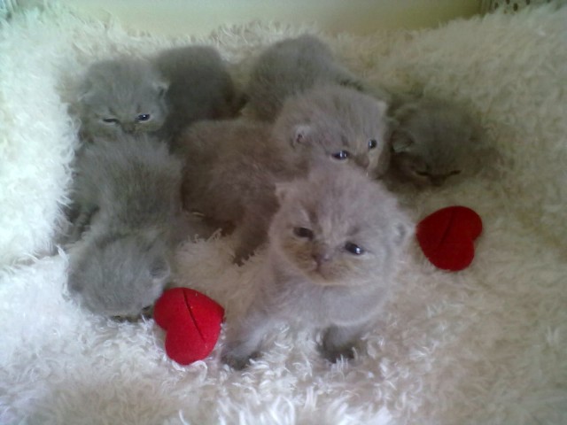 Süße reinrassige BKH Kitten ab 7. August 2013 abzugeben! - British Kurzhaar - Leichlingen/Rheinland