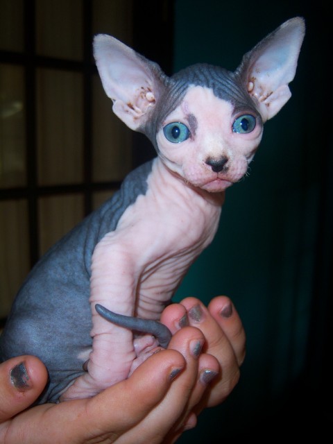 Canadian Sphynx Mädchen, Spitzenqualität! - Sphynx - Delmenhorst