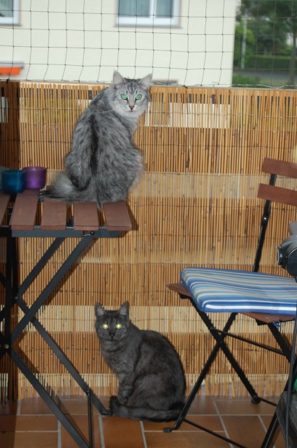 Zwei Katzen in liebevolle Hände abzugeben  - Hauskatzen - Siegburg