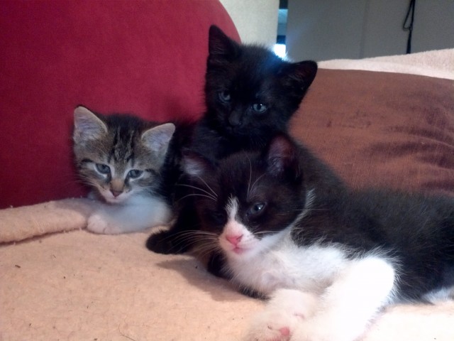 Katzenbabys Suchen Ein Liebevolles Zuhause Katzenkinder Kitten