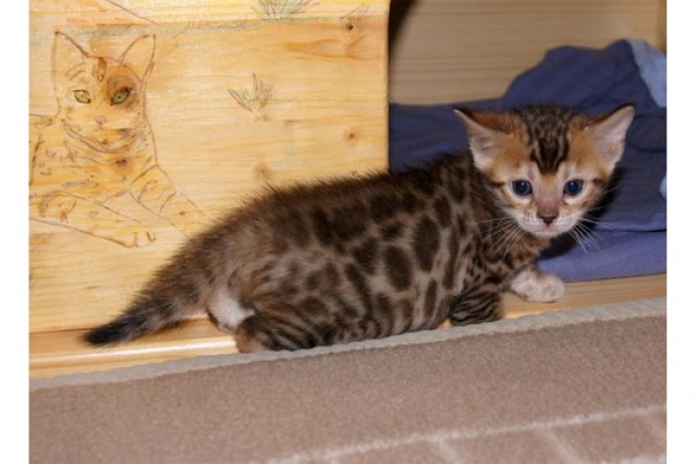  Traumhaft schöne Bengalkitten aus seriöser kleiner Zucht - Bengal - Berlin