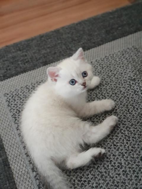 Scottish Fold Kitten  - Scottish Fold - Mülheim an der Ruhr