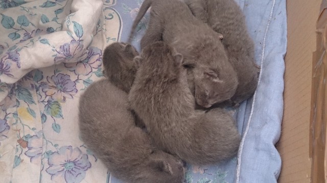 Russisch Blau Kitten zu verkaufen - Russisch Blau - Dortmund