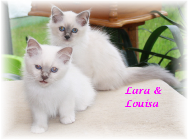 Birma-Dreamteam darf umziehen - Birma - Berlin