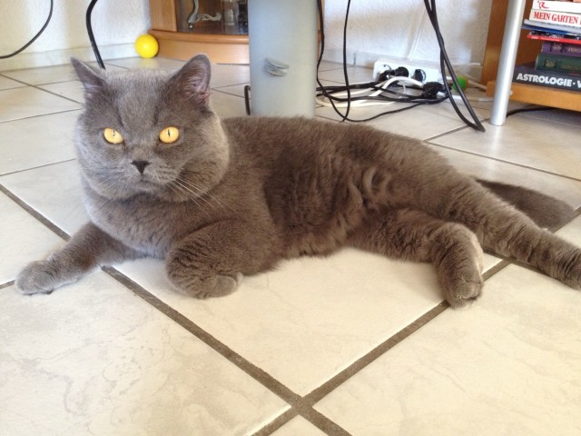 Britisch Kurzhaarig BKH - Deckkater - Heubach