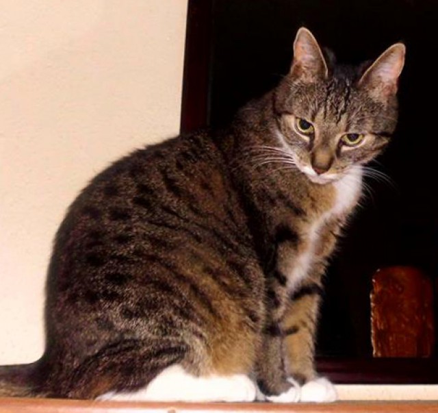 5 Jahre alter Kater zu verkaufen - Hauskatzen - Berlin