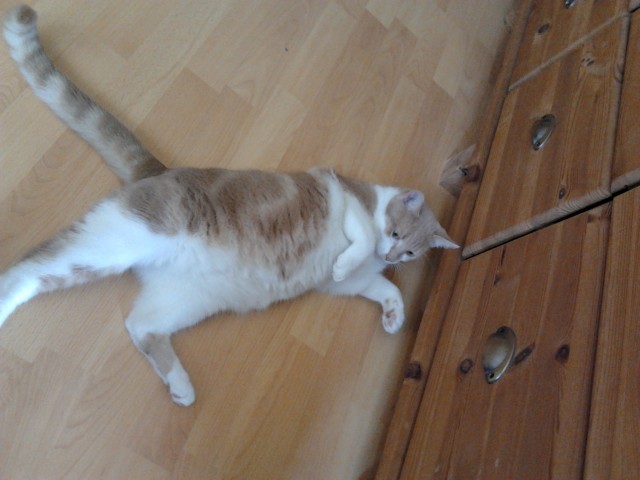 10 Monate alter rot - weisser Kater  - Hauskatzen - Emmerich