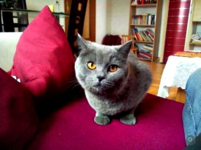 Kartäuser Katze Sandy sucht dringend ein neues Zuhause! - Kartaeuser - Nordenham