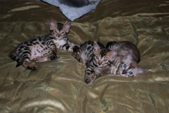 Bengalkitten - Bengal - Tschechien