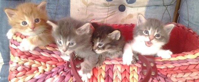 Norwegische Waldkatzen Babys mit viel Fell und schönen Luxpinselchen ,Papiere,I - Norwegische Waldkatze - Essen