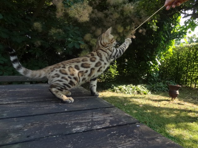 3 wünderschöne Bengal Kitten  - Bengal - Mücheln