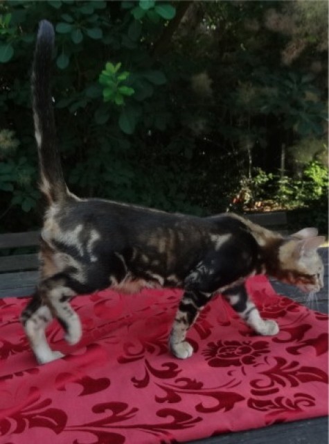 3 kleine Bengal Kitten zu verkaufen  - Bengal - Mücheln