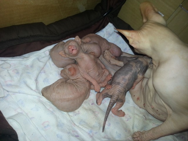 Reinrassige Don Sphynx Kitten von Gamma Velorum. - Sphynx - Essen