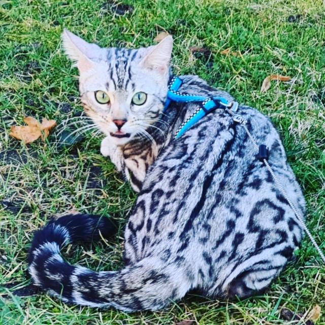 Jay jay Xxl Spottet Tabby Silber Bengaldame Zuchtzulassung 1.5 Jahre alt  - Bengal - Römstedt - Drögennottorf