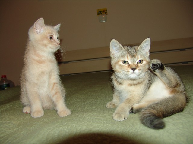 BKH Kitten seltene Farben - British Kurzhaar - Taunusstein