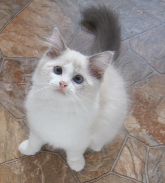 3 Ragdolls suchen noch liebevolles neues Zuhause - Ragdoll - Rottenburg