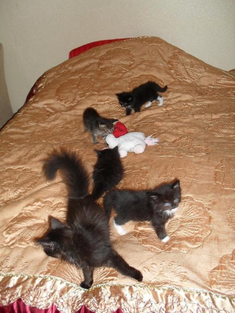 SIBIRISCHE WALDKATZE/MAINE COONE BABYS - Sibirische Katze - Essen
