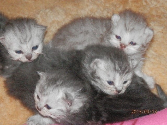 PERSERBABYS ab 15.11,verschiedene Farben,Silver-tabby,blue,red,COlourpoint-red,s - Perser - Norden