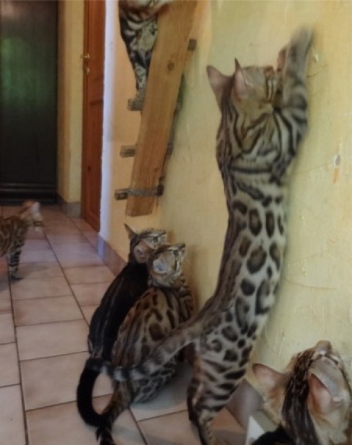 2 wunderschöne verschmuste Bengalkitten suchen ein Zuhause - Bengal - Mücheln