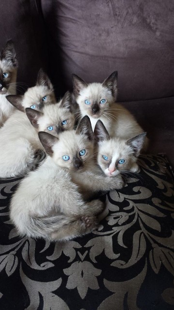 Süsse Thai/Birmakitten suchen neues zuhause - Mischling - trier