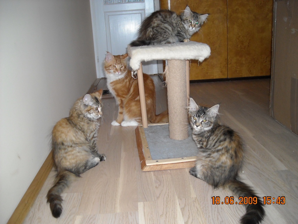 Maine Coon Katzen mit Stammbaum - ganz 100 % - Maine Coon - Slowakei