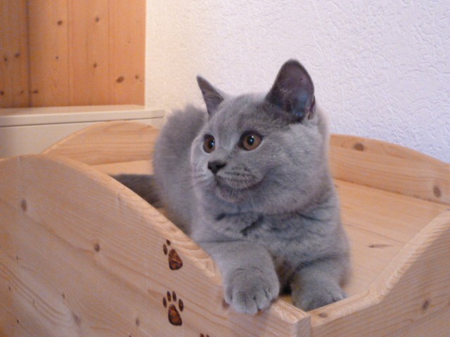 BKH Kitten - British Kurzhaar - Lampertheim