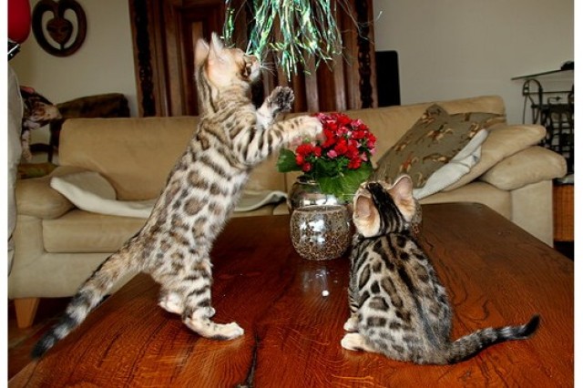 Bengalkitten abzugeben - Bengal - Berlin
