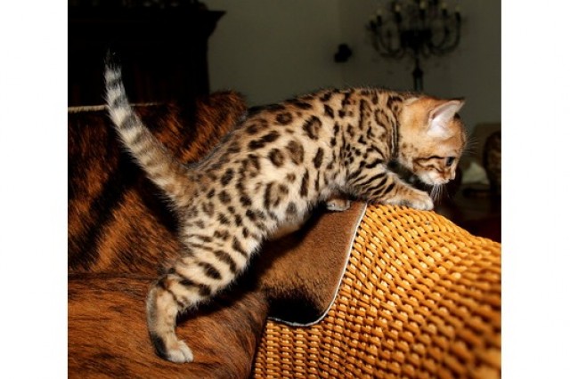 Reinrassige Bengalkitten aus seriöser Hobbyzucht - Bengal -  Hamburg