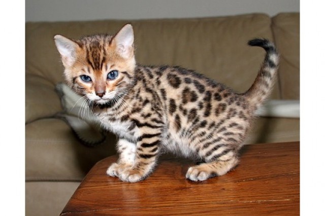 Hübsche Bengalkitten mit Rosetten ab sofort abzugeben - Bengal - München