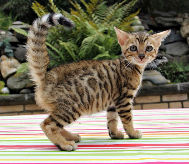 Bengalkitten, Bengalkatzen, Atemberaubende Minileoparden - Bengal - Mayschoß