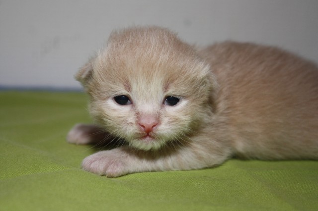 Sibirische Schmusetiger - Sibirische Katze - Illerkirchberg Sibirische Schmusetiger - Sibirische Katze - Illerkirchberg