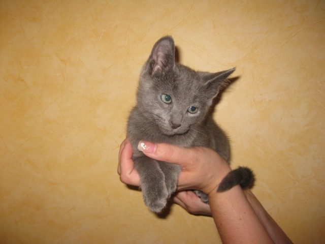 Russisch Blau Katerchen - Russisch Blau - Ludwigshafen